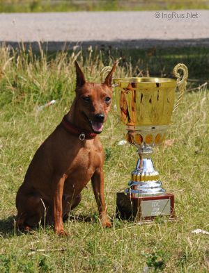 Dog Photo