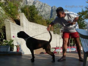 Dog Photo