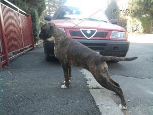 Dog Photo