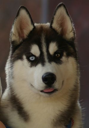 Dog Photo