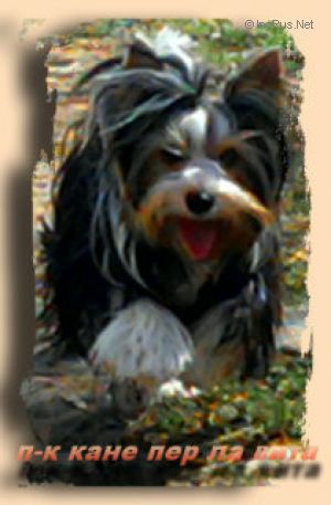 Dog Photo