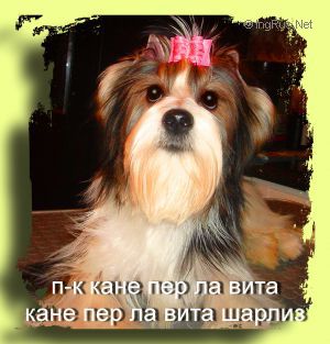Dog Photo