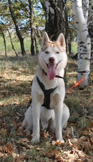 Dog Photo