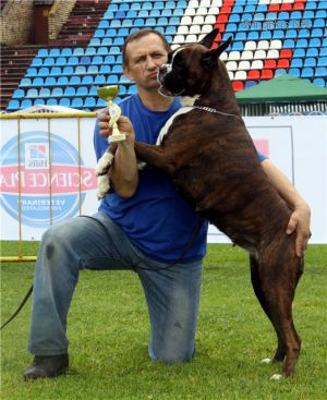 Dog Photo
