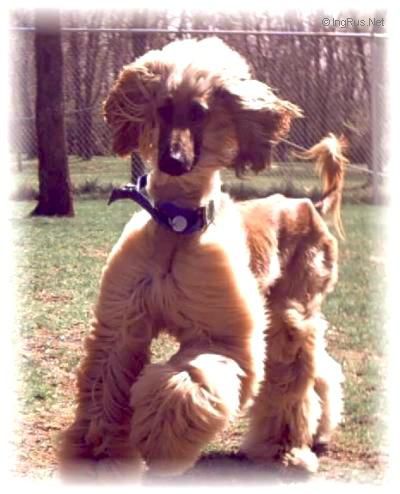 Dog Photo