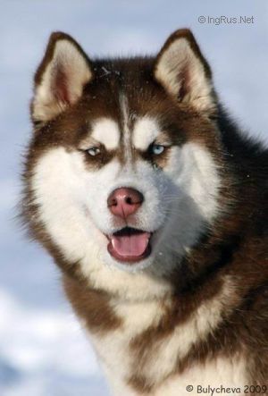 Dog Photo