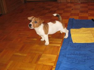 Dog Photo
