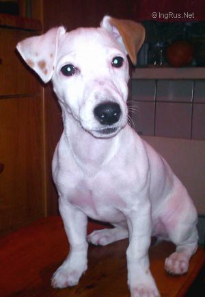 Dog Photo