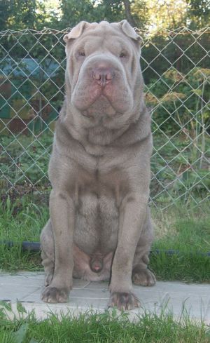 Dog Photo
