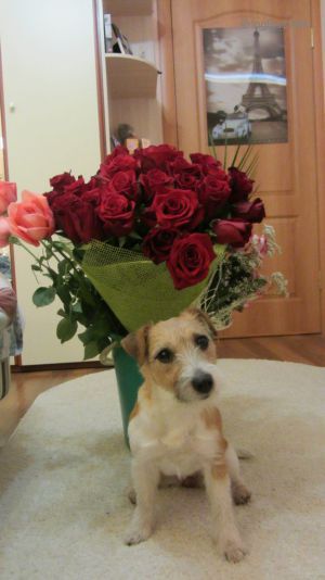 Dog Photo