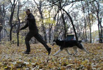 Dog Photo