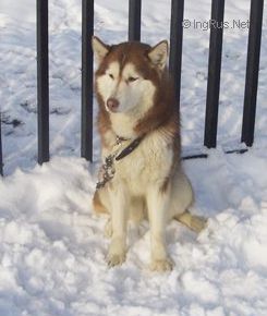 Dog Photo
