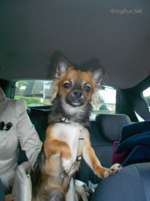 Dog Photo