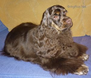 Dog Photo