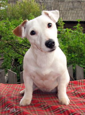 Dog Photo