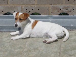 Dog Photo