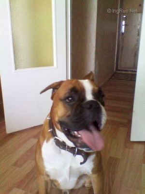 Dog Photo