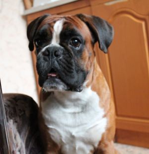 Dog Photo
