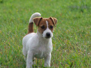 LUCY MAUD MAGOR