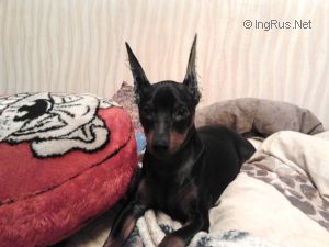Dog Photo