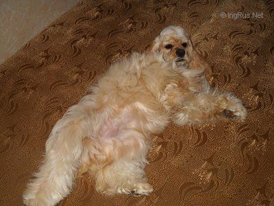 Dog Photo