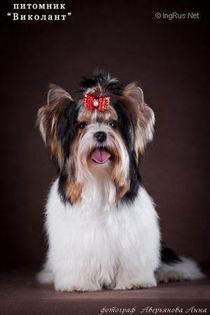 Dog Photo