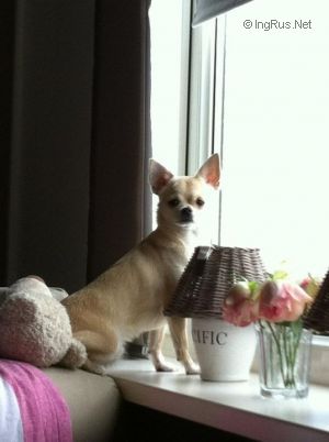 Dog Photo