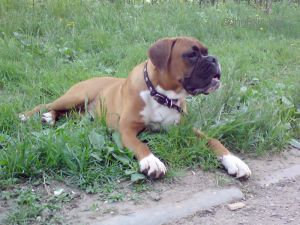 Dog Photo
