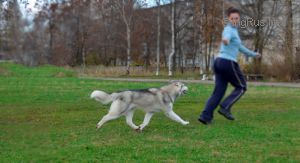 Dog Photo