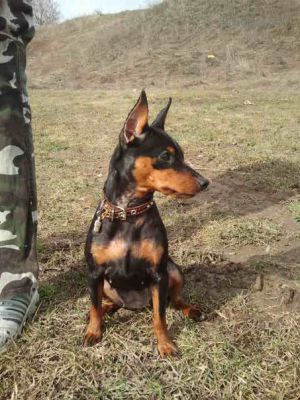 Dog Photo