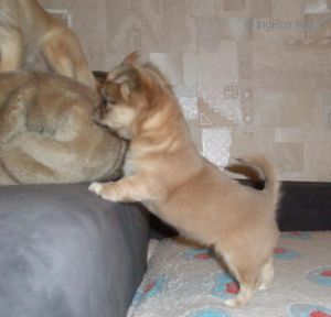 Dog Photo