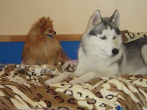 Dog Photo