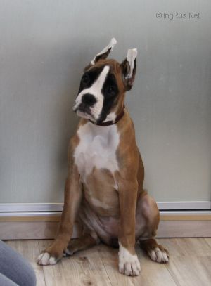 Dog Photo