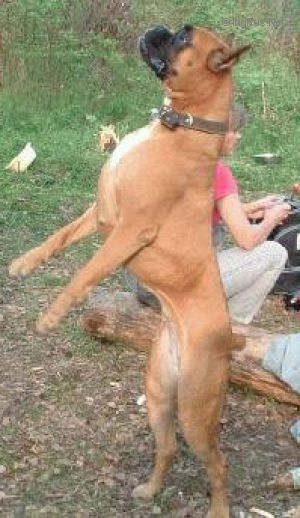 Dog Photo