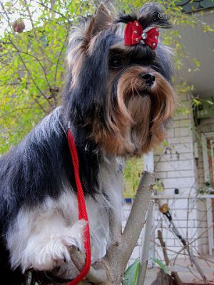 Dog Photo