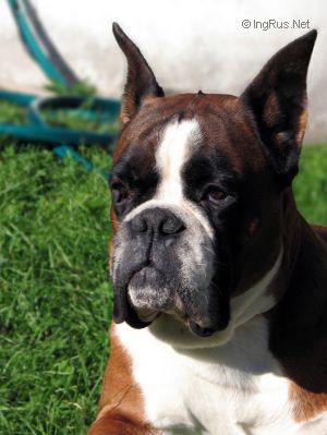 Dog Photo