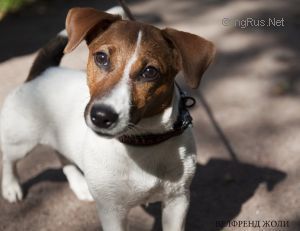 Dog Photo