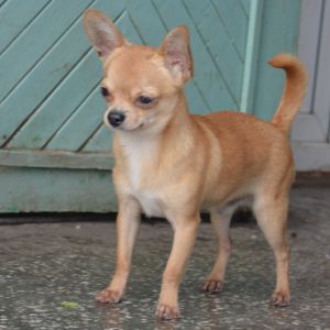 Dog Photo