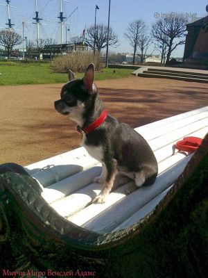 Dog Photo
