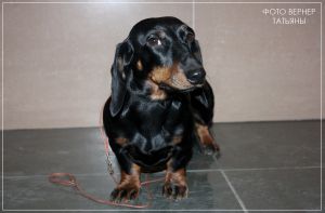 Dog Photo