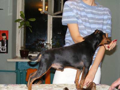 Dog Photo