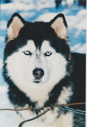 Dog Photo