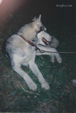 Dog Photo