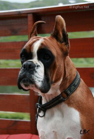 Dog Photo