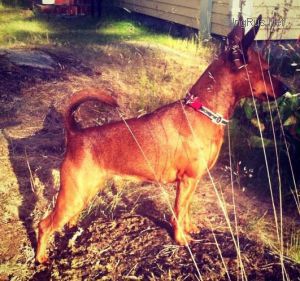 Dog Photo