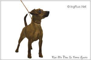Dog Photo