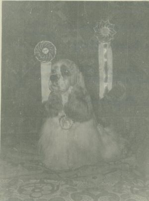 Dog Photo