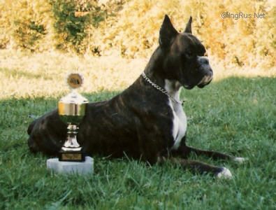 Dog Photo