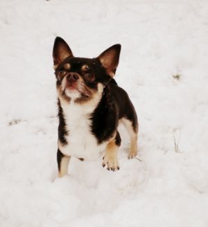 Dog Photo