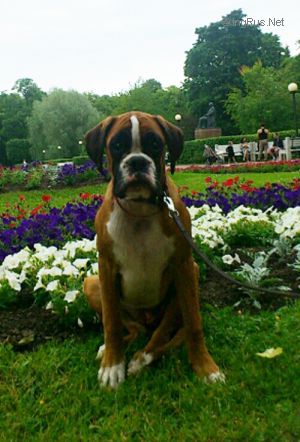 Dog Photo